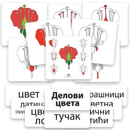 edukativne-kartice-delovi-cveta