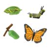 Životni ciklus leptira Safari