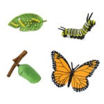 Životni ciklus leptira Safari