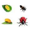 Life Cycle of a Ladybug - 662716