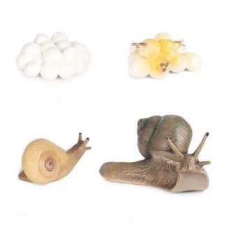 life cycle snail